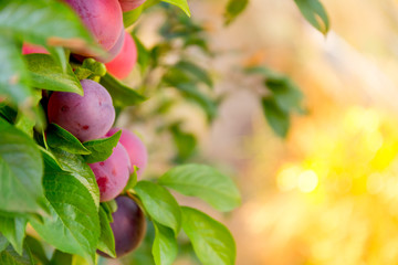 Plums garden in sunny day. Background with bokeh