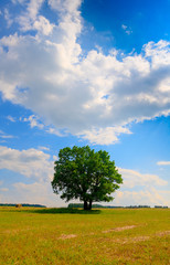 Fototapeta na wymiar Single tree and a cloud