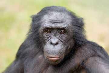 Scimmia primate Bonobo Pan Paniscus nella riserva in Repubblica Democratica del Congo