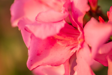 Pink flowers blooming oleander plants 