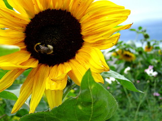 sunflower pczola