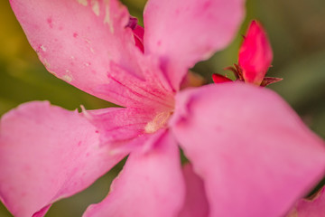 Fototapeta na wymiar Pink flowers blooming oleander plants 