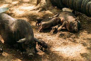 Fertile sow lying on straw and piglets suckling. farm, tires, zoo Vietnamese pigs