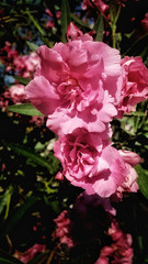 Close view of two pinkish flowers