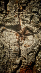 Texture of the wood of a tree