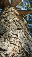 Close view of the trunk of a tree