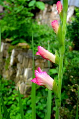 Fototapeta premium Gladiolus. Nice flowers in the garden in midsummer, in a sunny day. Green landscape