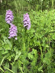 Fototapeta premium Iceland highland flowers