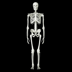 Set of realistic human skeletons isolated on black background. Concept of anatomy of human skeletal system. 3d rendering