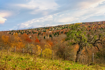 View of the colorful autumn forest in the mountains, Krasnodar Territory, Mezmay