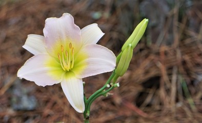 Pale pink daylily blooming and buds on the soft focus garden background with bokeh, Summer in GA USA.