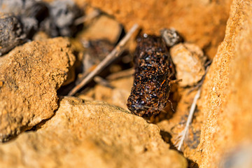 Pellet of Little owl