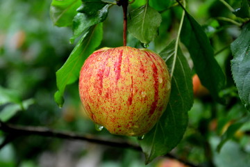 Fruit madness. Small apples in an apple tree in orchard, in early summer