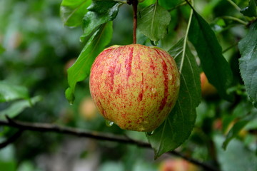 Fruit madness. Small apples in an apple tree in orchard, in early summer