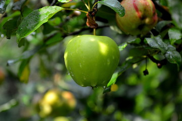 Fruit madness. Small apples in an apple tree in orchard, in early summer