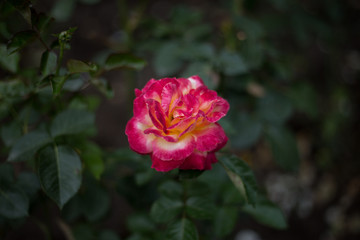  pink rose