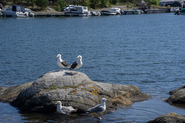 Seagulls