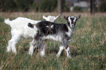 Naklejka na ściany i meble A black and white little goatlings kid walking in the meadow