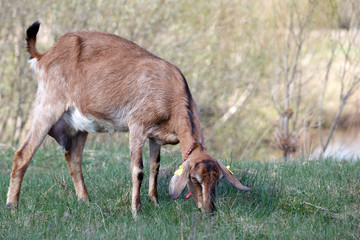 Naklejka na ściany i meble Brown anglo nubian goat grazing in the meadow