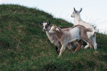 Three young goatlings playing on the hill