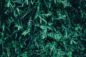 Fototapeta na wymiar Beautiful nature background of vertical garden with tropical green leaf