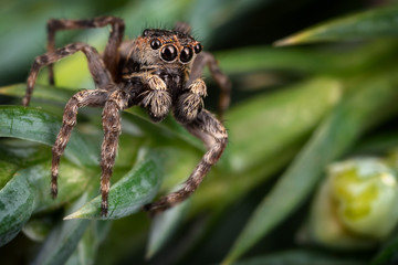 A brown jumping spider on the nice  frosted green plant leaves