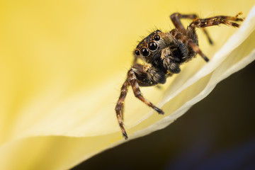 A brown jumping spider on the yellow petal in the yellow background