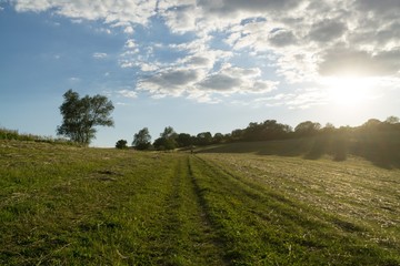 Trees in the park. Slovakia