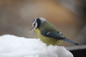 bird in snow