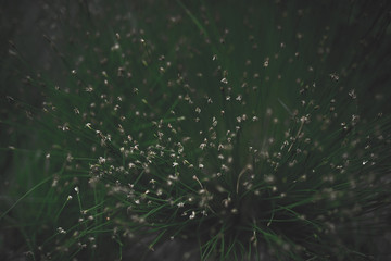 Moody grass