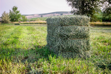 Small Square Alfalfa Hay Bales in Field