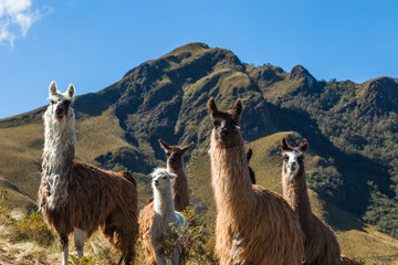 A group of llamas in their corral