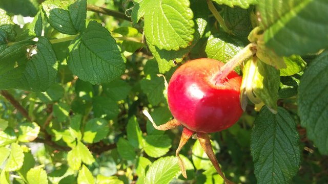 Natur Sommerzeit