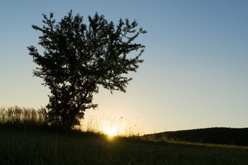 Fototapeta premium Trees in the park. Slovakia