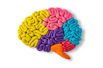 Clay model of human brain anatomy on white background
