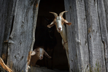 Nubian goats rest in the shed and interested looking to us