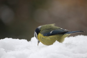 bird in snow