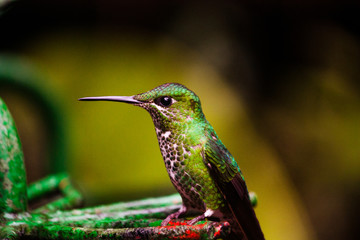 hummingbird