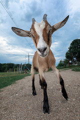 Brown comic goat with horns standing on the gravel road