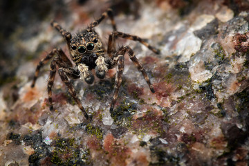 Jumping spider  masquerade on a colorful stone