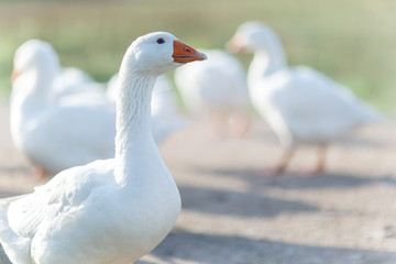 Portrait of a domestic white goose with a soft light in background