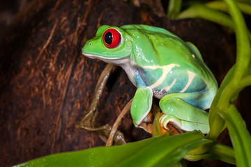 Chubby red-eyed tree frog sitting on a green plant