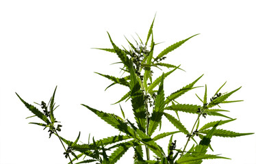 Flowering plant of marijuana isolated on a white background. Selective focus.