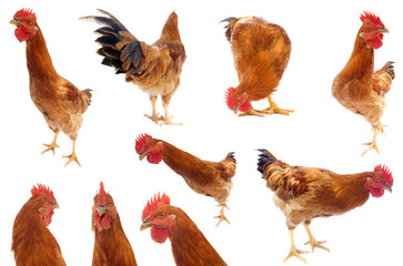 set of rooster or chicken collection isolated on white background