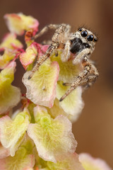 Jumping spider on the nice autumn plant