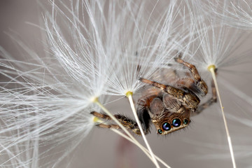 Jumping spider and dandelion fluff 