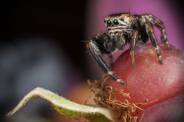 Jumping spider & Blackberry