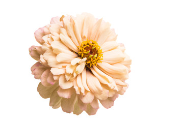 zinnia flower isolated