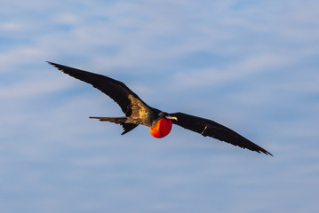 Male frigate in full flight