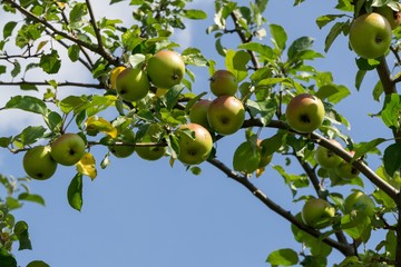 Apples on the tree. Slovakia